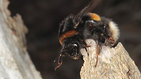 Dunkle Erdhummel Bombus terrestris, W (12.3.2015) Bombus terrestris, W