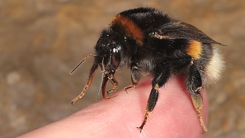 Dunkle Erdhummel Bombus terrestris, W (12.3.2015) Bombus terrestris, W