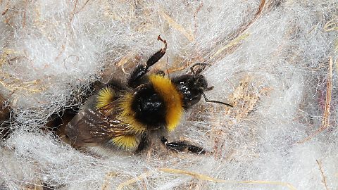 Gartenhummel Bombus hortorum, A (15.5.2014) Bombus hortorum, W