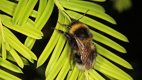 Gartenhummel Bombus hortorum, A (19.5.2014) Bombus hortorum, A