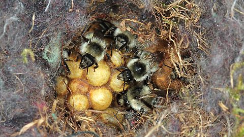 Bunthummel Bombus sylvarum, A (15.5.2014) Bombus terrestris, A