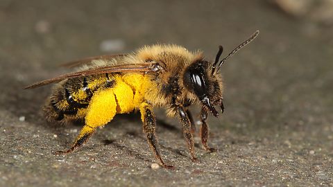 Erdbiene Andrena carantonica, W (24.4.2015) Andrena carantonica, W