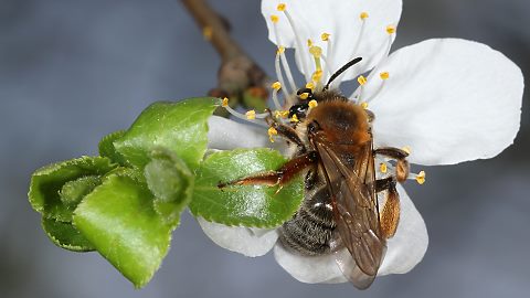 Erdbiene Andrena tibialis, W (24.3.2012) Erdbiene Andrena tibialis, W