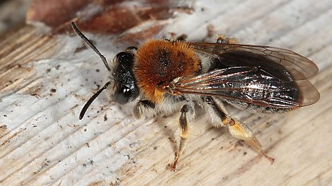 Erdbiene Andrena haemorrhoa, M (20.4.2015) Andrena haemorrhoa, M