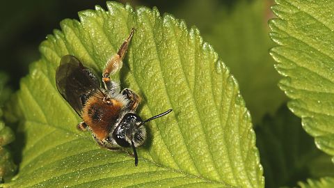 Erdbiene Andrena haemorrhoa, W (19.4.2011) Andrena haemorrhoa, W