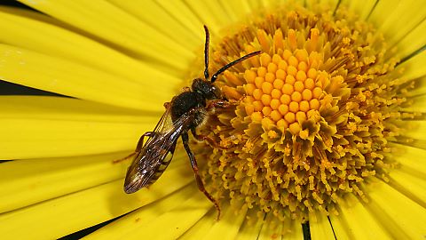 Wespenbiene Nomada ruficornis, M (6.4.2011) Nomada ruficornis, M