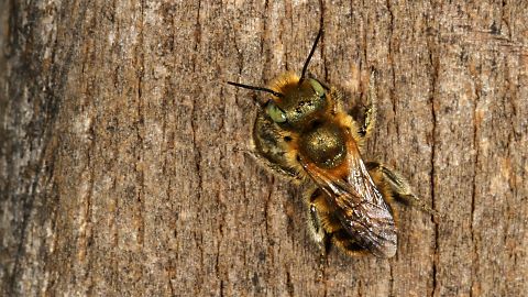 Mauerbiene Osmia caerulescens, M (24.3.2012) Osmia caerulescens, M