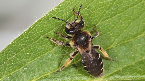 Erdbiene Andrena ovatula, W (26.4.2014) Erdbiene Andrena ovatula, W