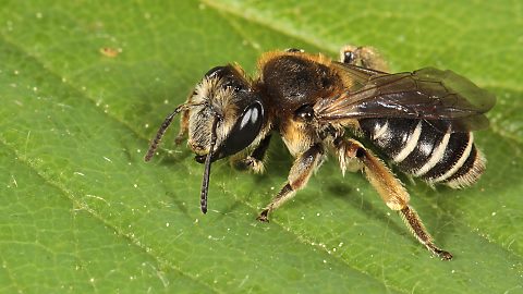 Erdbiene Andrena ovatula, W (26.4.2014) Erdbiene Andrena ovatula, W
