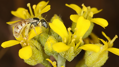 Steppenbiene Nomioides minutisimus, W (8.7.2021) Nomioides minutisimus, W
