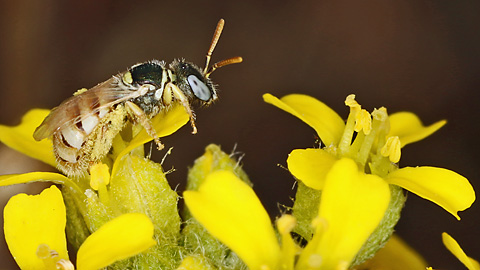 Steppenbiene Nomioides minutisimus, W (8.7.2021) Nomioides minutisimus, W
