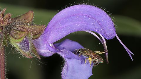 Schmalbiene Lasioglossum nitidulum, W (4.6.2015) Lasioglossum nitidulum, W