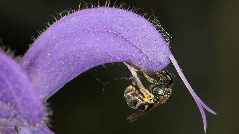 Schmalbiene Lasioglossum nitidulum, W (4.6.2015) Lasioglossum nitidulum, W