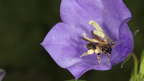 Erdbiene Andrena curvungula, W (16.6.2013) Lasioglossum nitidulum, W