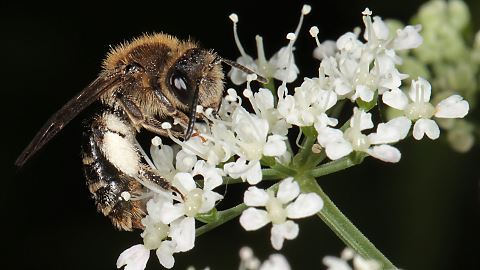 Erdbiene Andrena proxima, W (24.5.2014) Andrena proxima, W