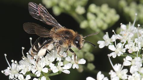 Erdbiene Andrena proxima, W (24.5.2014) Andrena proxima, W