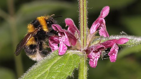 Gartenhummel Bombus hortorum, M (23.6.2013) Bombus hortorum, M