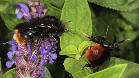 Bombus rupestris + lapidarius, WW (24.5.2014) Andrena proxima, W