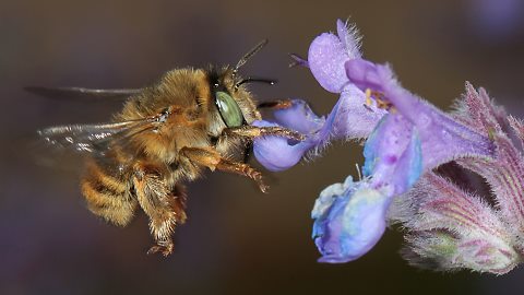 Pelzbiene Anthophora quadrimaculata, W (24.5.2014) Anthophora quadrimaculata, W