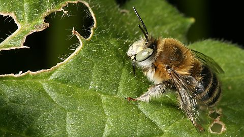 Pelzbiene Anthophora quadrimaculata, M (30.5.2009) Anthophora quadrimaculata, M