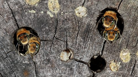 Mauerbiene Osmia adunca, MMMM (24.5.2014) Osmia adunca, MM
