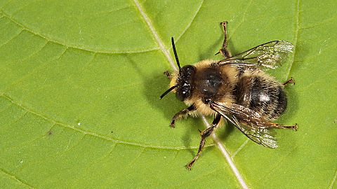 Pelzbiene Anthophora furcata, M (30.6.2013) Anthophora furcata, M