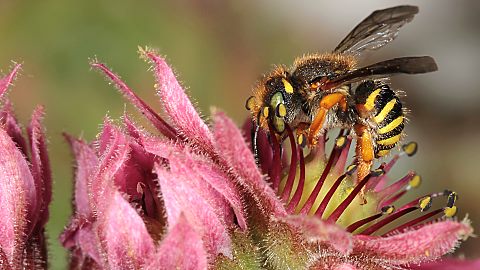 Spatlen-Wollbiene Anthidium oblongatum, W (25.6.2015) Anthidium oblongatum, W