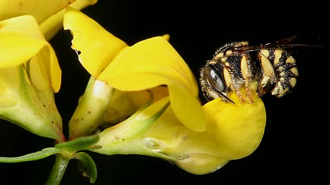 Kleine Harzbiene Anthidium strigatum, M (19.8.2007) Anthidium strigatum, M