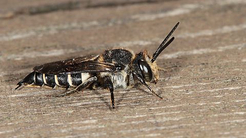 Kegelbiene Coelioxys elongata, W (17.6.2015) Coelioxys elongata, W