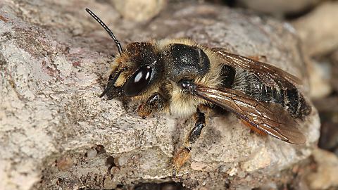 Blattschneiderbiene Megachile willughbiella, W (17.6.2015) Megachile willughbiella, W