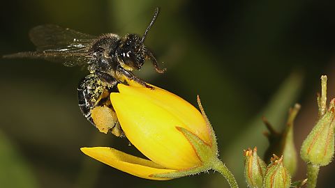 Schenkelbiene Macropis europaea, W (13.8.2015) Coelioxys elongata, W