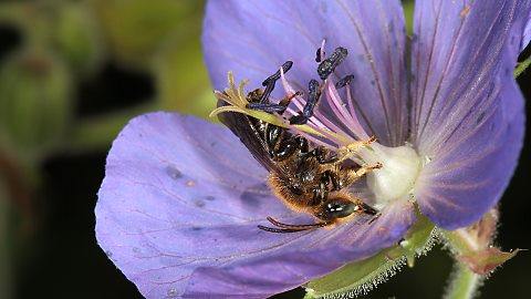 Schenkelbiene Macropis fulvipes, W (10.7.2015) Macropis fulvipes, W