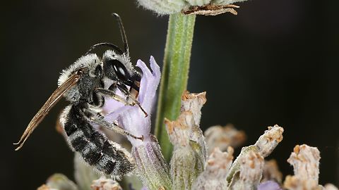 Schmalbiene Lasioglossum albocinctum (5.8.2015) Lasioglossum albocinctum