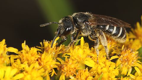 Furchenbiene Halictus simplex (1.8.2015) Halictus simplex