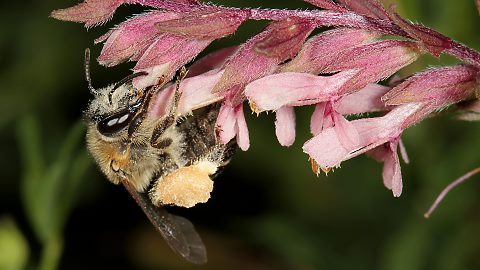 Sägehornbiene Melitta tricincta (12.8.2014) Melitta tricincta