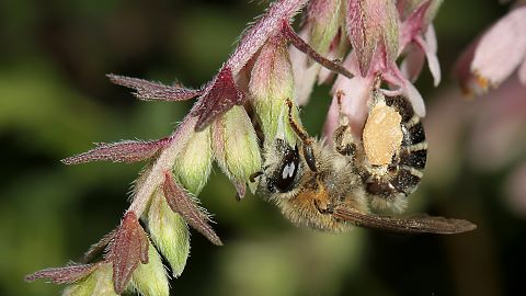 Sägehornbiene Melitta tricincta (12.8.2014) Melitta tricincta