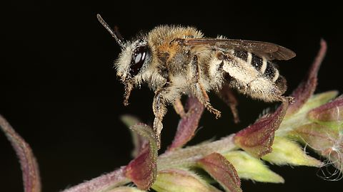 Sägehornbiene Melitta tricincta (12.8.2014) Melitta tricincta