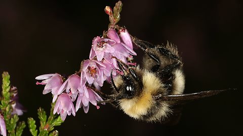 Helle Erdhummel: Bombus lucorum, M (22.8.2015) Bombus lucorum