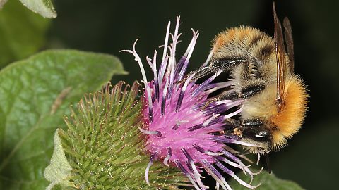 Ackerhummel: Bombus pascuorum (9.8.2013) Bombus pascuorum