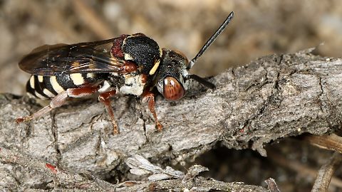 Filzbiene Epeolus cruciger, W (23.8.2015) Filzbiene Epeolus cruciger, W