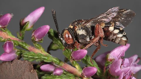 Filzbiene Epeolus cruciger, W (7.9.2014) Filzbiene Epeolus cruciger, W