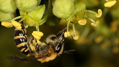 Efeu-Seidenbiene Colletes hederae, W (20.9.2015) Colletes hederae, W