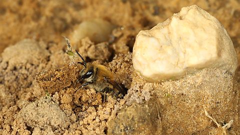 Efeu-Seidenbiene Colletes hederae, W (28.9.2015) Colletes hederae, W
