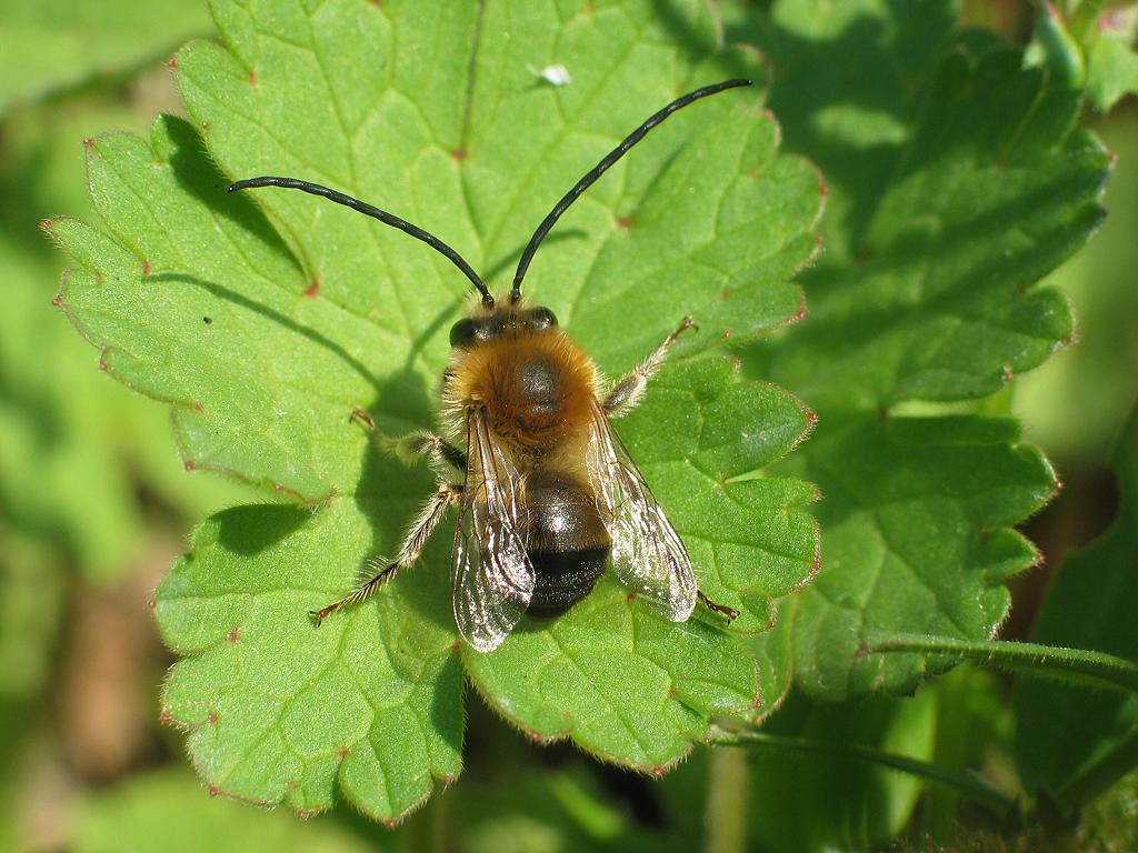 Насекомые похожие на пчел. Eucera nigrescens. Насекомое похожее на пчелу. Насекомые которые похожи на пчел. Пчелы с длинными усиками.