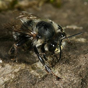 Anthophora aestivalis, M