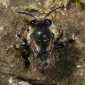 Anthophora aestivalis, M