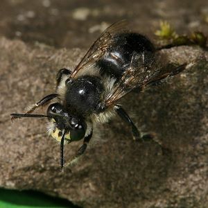 Anthophora aestivalis, M
