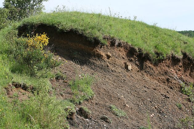 Lavawand: Nestaggregation von Anthophora aestivalis