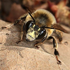 Anthophora aestivalis, M