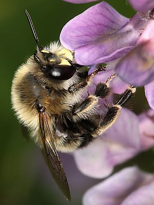 Anthophora aestivalis, M